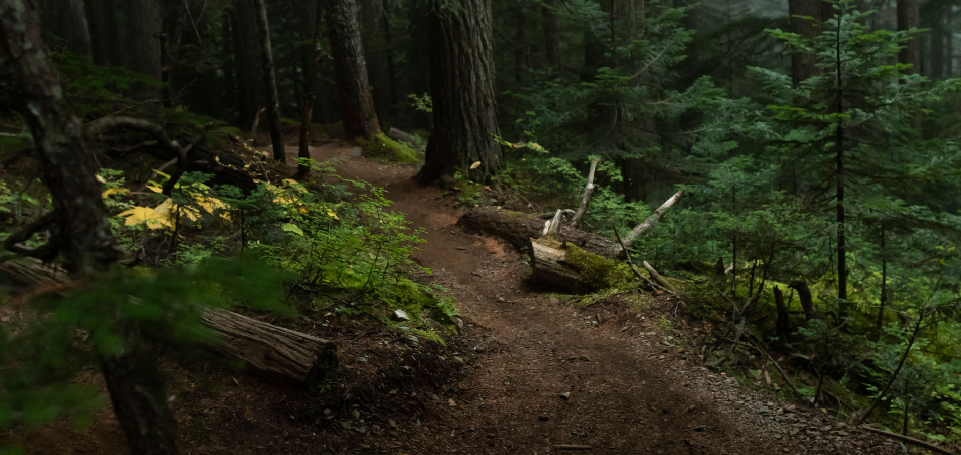 Trail in The Woods