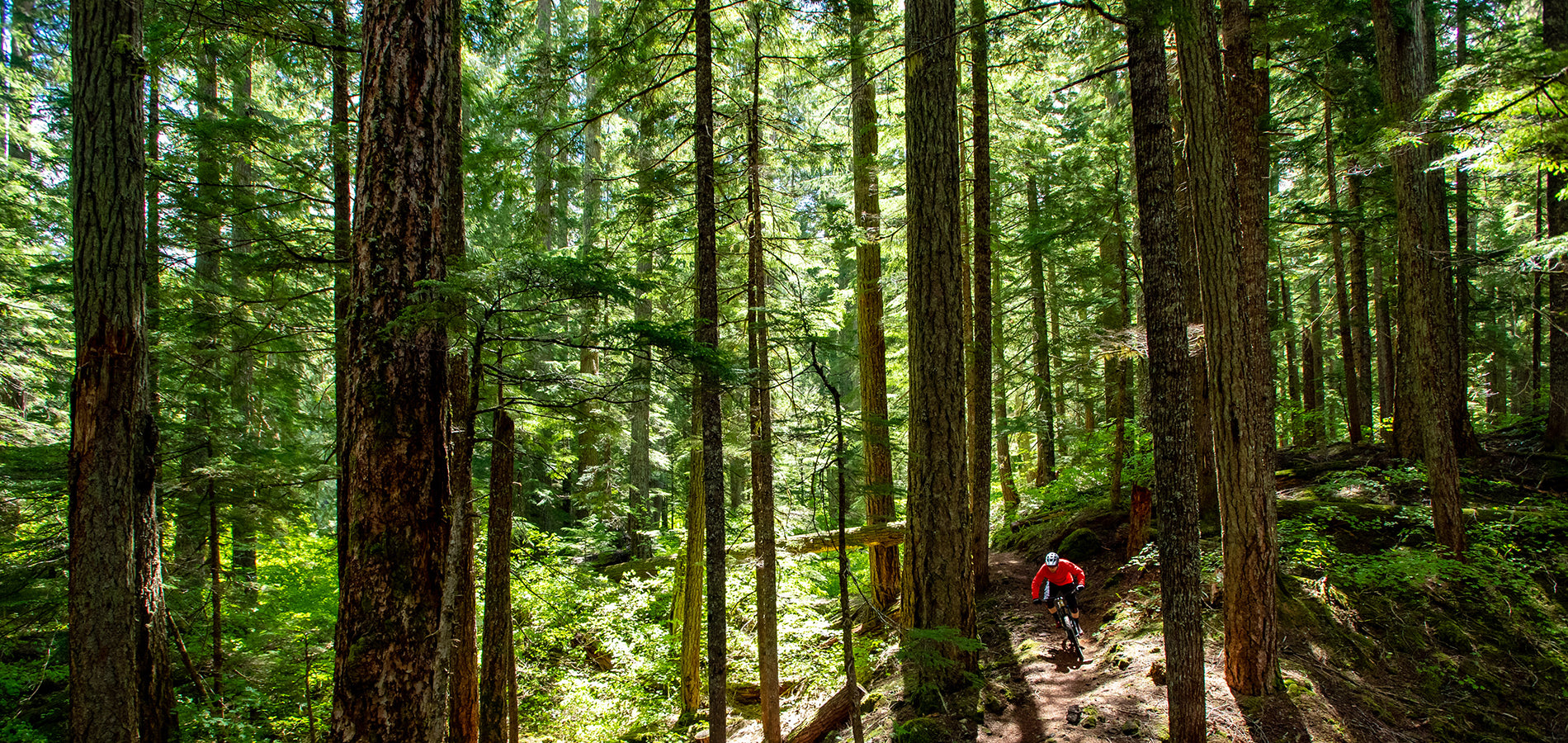Mountain Biker Riding Down a Trail in a Dense Forest