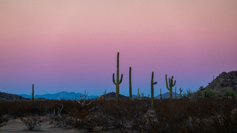 Amazing Sonoran Desert Cycling - Visit Ajo